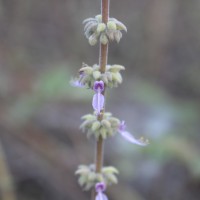 Coleus amboinicus Lour.